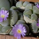 50 SEEDS Gibbaeum johnstonii (Living stones exotic rare mesembs rock semi seed)