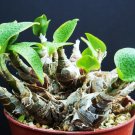 5 SEEDS Ledebouria Paciflora (Rare scilla exotic bulb seed succulent plant cactus)