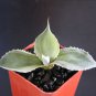 2" Pot Agave Potatorum Variegated (Rare variegata cultivar cacti succulent plant)