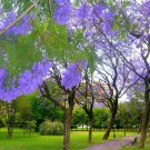 50 SEEDS JACARANDA MIMOSIFOLIA (BLUE rare flowering tree flamboyan delonix seed) 50 SEEDS JACARANDA MIMOSIFOLIA (BLUE rare flowering tree flamboyan delonix seed)