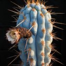 50 SEEDS Azureocereus Hertlingianus (Exotic cactus rare cacti browningia seed fig)
