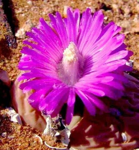 20 SEEDS Gibbaeum Heathii Elevata (Succulent rare ice living rocks mesembs seed)