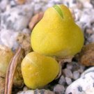 50 SEEDS Oophytum Nordenstamii (Rare living stones mesembs rock succulent seed)