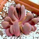 50 SEEDS Glottiphyllum Pygmaeum (Exotic living stone rare dwarf rock mesembs seed)