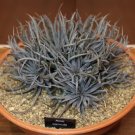 100 SEEDS ALOE PARVULA Madagascar (Exotic rare color miniature succulentseed)