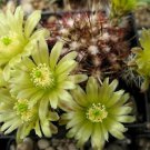 100 SEEDS Echinocereus Viridiflorus (Rare flowering cactus cacti flower aloe seed)