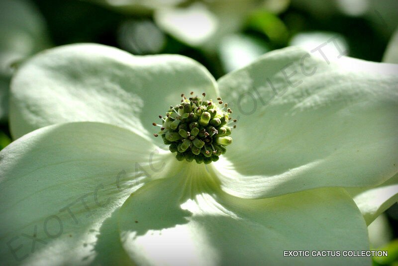 50 SEEDS EXOTIC CORNUS KOUSA (Chinese dogwood tree white flowers red fruit seed)