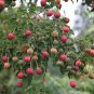 50 SEEDS EXOTIC CORNUS KOUSA (Chinese dogwood tree white flowers red fruit seed)