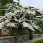 50 SEEDS EXOTIC CORNUS KOUSA (Chinese dogwood tree white flowers red fruit seed)