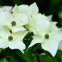 50 SEEDS EXOTIC CORNUS KOUSA (Chinese dogwood tree white flowers red fruit seed)