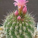 50 SEEDS Neoporteria Subgibbosa (Exotic eriosice flowering rare cactus cacti seed)