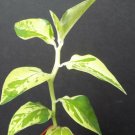2" Plant PEDILANTHUS TITHYMALOIDES SPLISH SPLASH VARIEGATED (Exotic color rare plant)