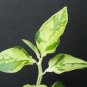 2" Plant PEDILANTHUS TITHYMALOIDES SPLISH SPLASH VARIEGATED (Exotic color rare plant)