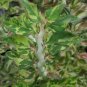 2" Plant PEDILANTHUS TITHYMALOIDES SPLISH SPLASH VARIEGATED (Exotic color rare plant)