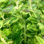 2" Plant PEDILANTHUS TITHYMALOIDES SPLISH SPLASH VARIEGATED (Exotic color rare plant)