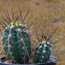 20 SEEDS RARE STETSONIA CORYNE Toothpick Cactus Argentine Columnar Cacti