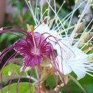 10 SEEDS JAMAICAN CAPER Capparis Cynophallophora (Fruit florida native berry seed)