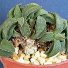 100 SEEDS Aloinopsis Rubrolineata (Exotic rare mesembs ice plant succulent seed) 100 SEEDS Aloinopsis Rubrolineata (Exotic rare mesembs ice plant succulent seed)