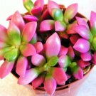 50 Seeds Anacampseros "Sunrise" Rufescens (Rare avonia exotic succulent aloe seed)