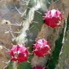 15 SEEDS Harrisia Bonplandii APPLECACTUS (Night blooming cacti rare cactus seed)