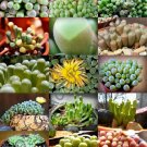 15 SEEDS FENESTRARIA MIX (Rare exotic flowering mesembs living stone rocks seed) 15 SEEDS FENESTRARIA MIX (Rare exotic flowering mesembs living stone rocks seed)