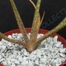 100 SEEDS RARE ALOE BELLATULA (Madagascar exotic color miniature succulent seed)