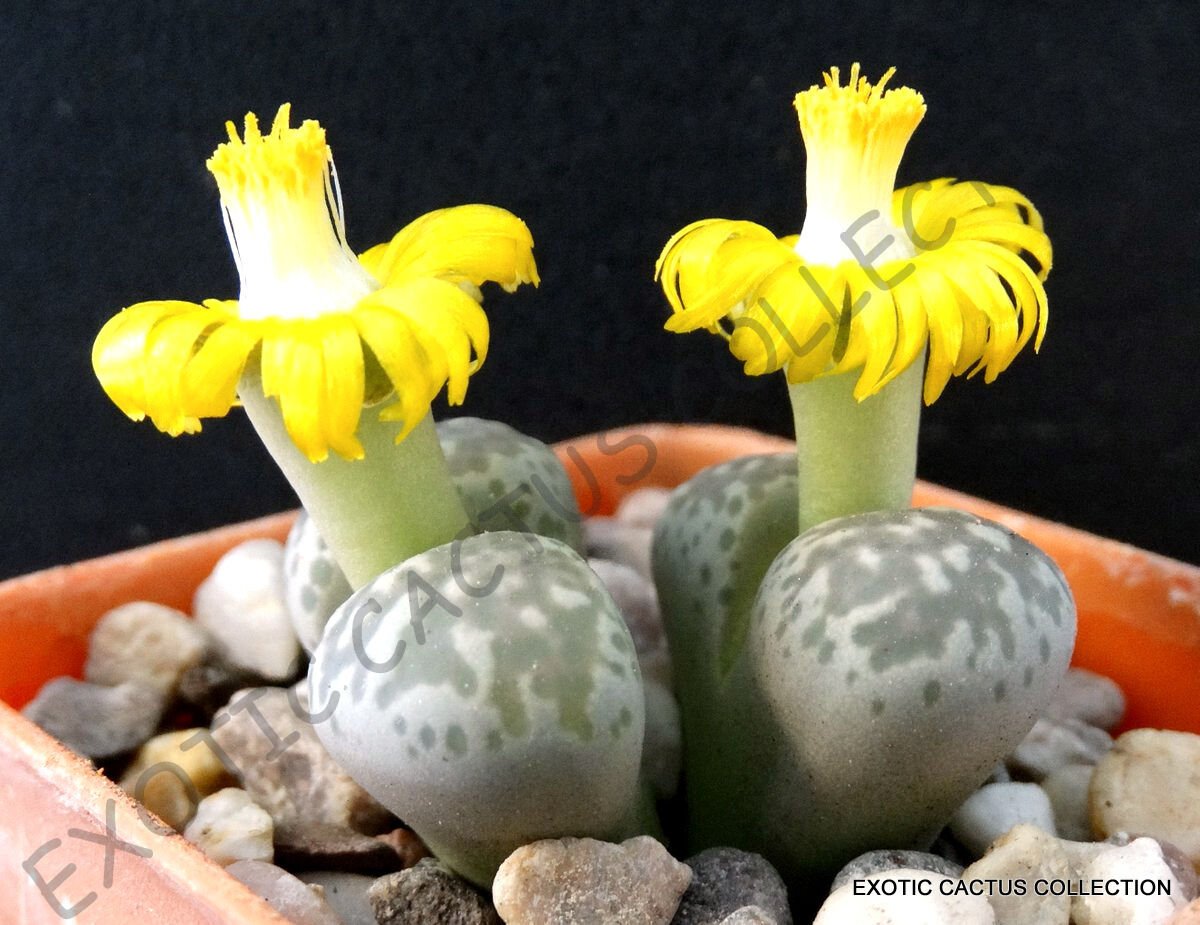 50 SEEDS LITHOPS HERMETICA (Rare mesembs exotic succulent living stones cactus)