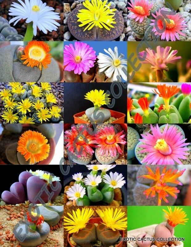 15 SEEDS Flowering Lithops MIX (Succulent EXOTIC living stones desert rock seed)