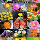 15 SEEDS Flowering Lithops MIX (Succulent EXOTIC living stones desert rock seed)