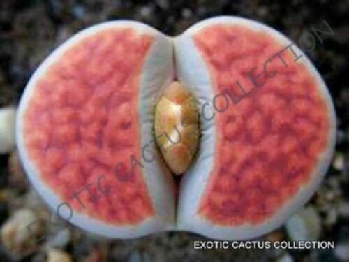 30 SEEDS RARE LITHOPS KARASMONTANA ORANGE ICE (Living stones rare mesembs seed)
