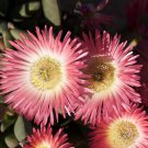 50 SEEDS Cephalophyllum Spissum (Rare mesembs exotic succulent living stones rock)