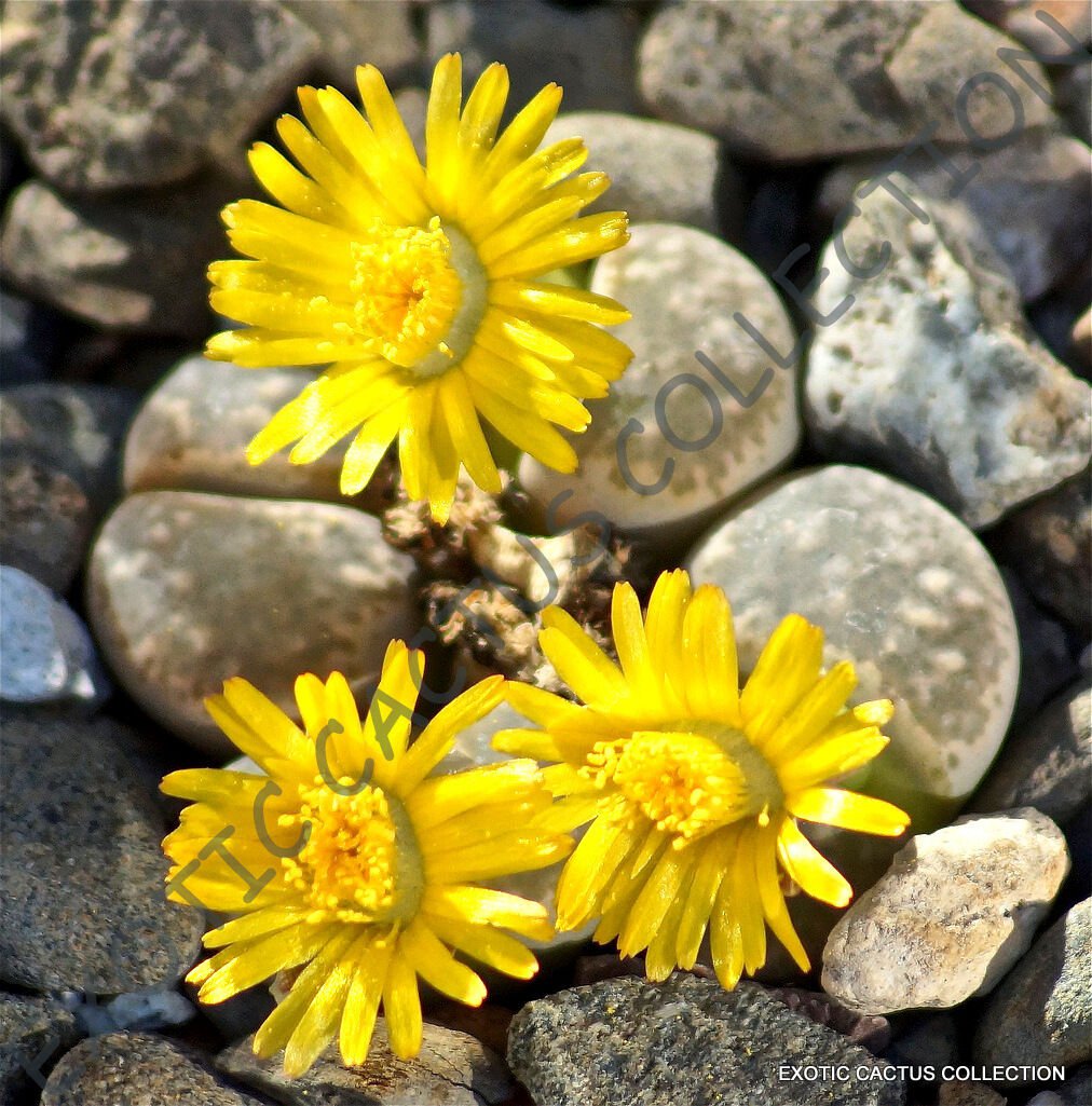 100 SEEDS RARE LITHOPS HERMETICA (Mesembs exotic succulent living stones cactus)
