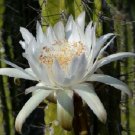 20 SEEDS Stetsonia Coryne Toothpick Cactus Argentine Columnar Cacti Rare