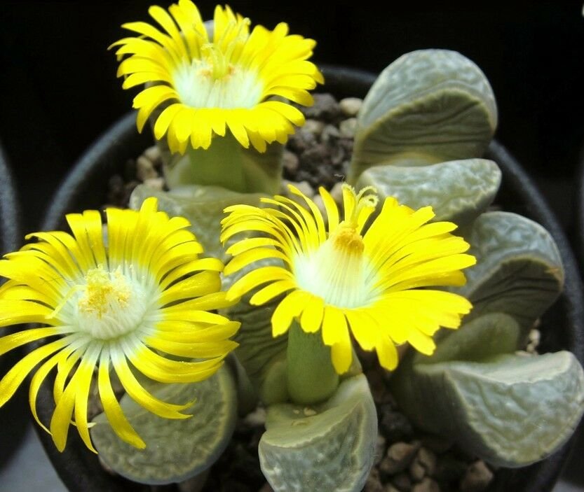 30 SEEDS LITHOPS HELMUTII (Rare living stones exotic peables succulent rock seed)
