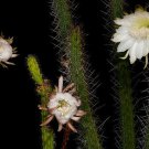 15 SEEDS Harrisia Aboriginumflorida (Native night bloom cacti rare cactusseed)