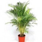 50 Seeds Dypsis Lutescens (ARECA palm golden cane palms ornamental plant seed)