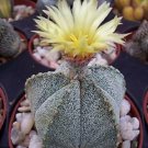 50 SEEDS Astrophytum Cohauilense (Rare hybrid japanese cactus flower cacti seed)