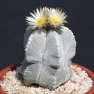 10 SEEDS Astrophytum Multicostatum ONZUKA (Rare cactus exotic succulent plant) 10 SEEDS Astrophytum Multicostatum ONZUKA (Rare cactus exotic succulent plant)