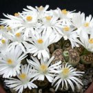 50 SEEDS Lithops Karasmontana (Exotic living stone rock peable rare cactus seed)