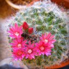 20 SEEDS RARE MAMMILLARIA BOCASANA ROSEIFLORA (Exotic flowering cacti cactus)