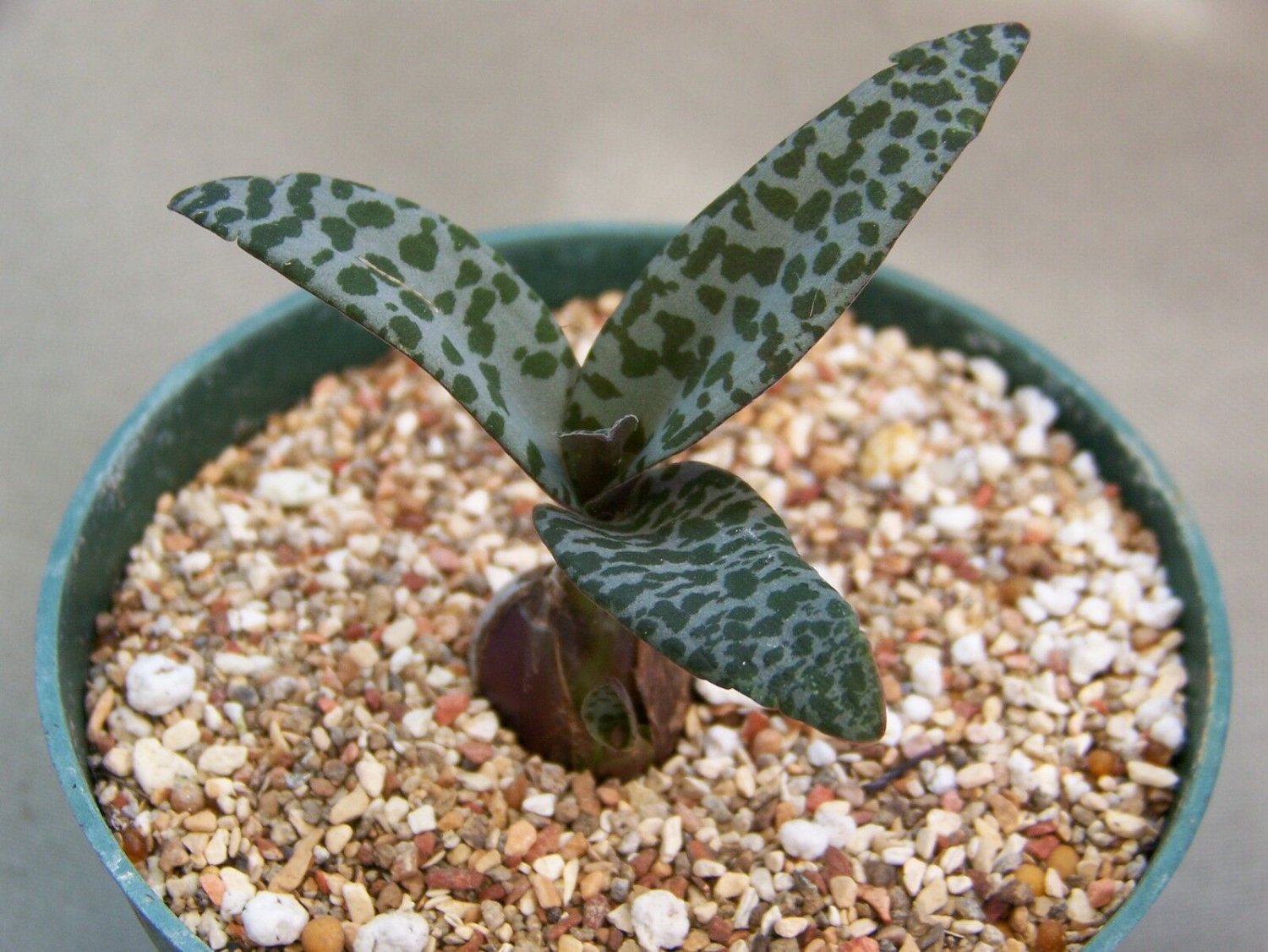 4" Pot Scilla Violacea (Exotic succulent bulb miniature plant ledebouria bluebell)