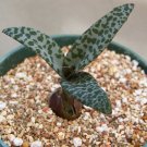 4" Pot Scilla Violacea (Exotic succulent bulb miniature plant ledebouria bluebell)