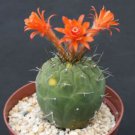 100 SEEDS Matucana Madissoniorun (Red flowering cacti rare exotic cactus seed) 100 SEEDS Matucana Madissoniorun (Red flowering cacti rare exotic cactus seed)