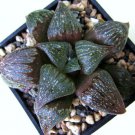 10 SEEDS HAWORTHIA FUSCA (Rare miniature exotic succulent plant cactus aloe seed) 10 SEEDS HAWORTHIA FUSCA (Rare miniature exotic succulent plant cactus aloe seed)