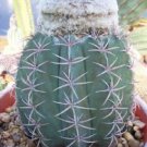100 SEEDS Melocactus Levitestatus (Exotic cacti rare cactus collection agave seed)