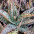 100 SEEDS Aloe cultivar SUNRISE (Hybrid exotic color succulent rare cacti seed) 100 SEEDS Aloe cultivar SUNRISE (Hybrid exotic color succulent rare cacti seed)