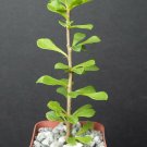 2" Plant Pereskia Portulacifolia (Rare cacti plant natural bonsai caudex cactus aloe)