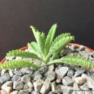 B4" PLANT RYOPHYLLUM HOUGHTONII (Mother of millions hybrid chandelier plant succulent)