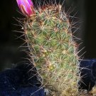 20 SEEDS RARE MAMMILLARIA FUSCATA (Exotic cacti pincushion cactus seed)
