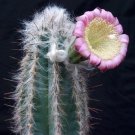 20 SEEDS Pilosocereus Palmeri (Exotic blue color columnar rare cacti cactus seed)